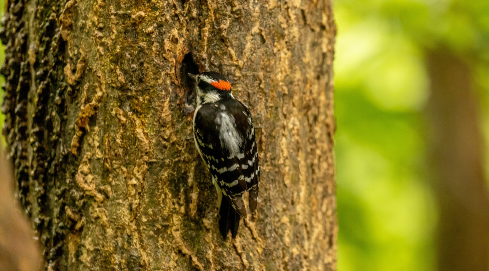 Tours Birding Basics 20220519 62 1