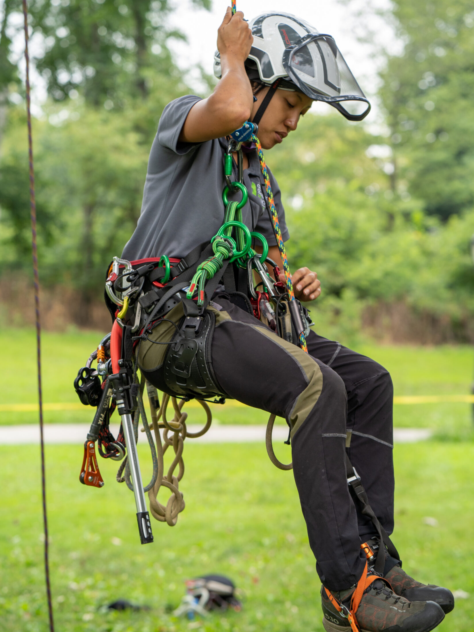 Arborist Jamie Lim, in tree-climbing harness, lowering herself to the ground