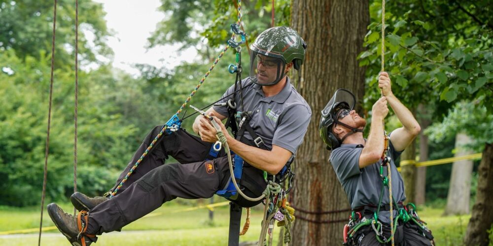 One arborist hangs in his harness while the other tests his rope.