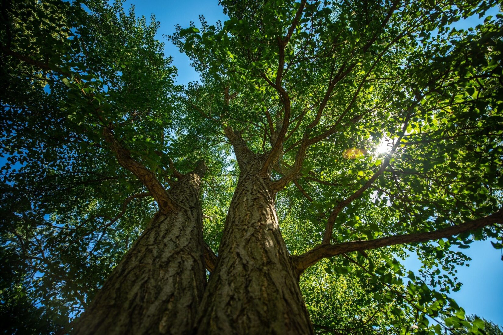 Looking up two tree trunks to see the Sun through green leafs