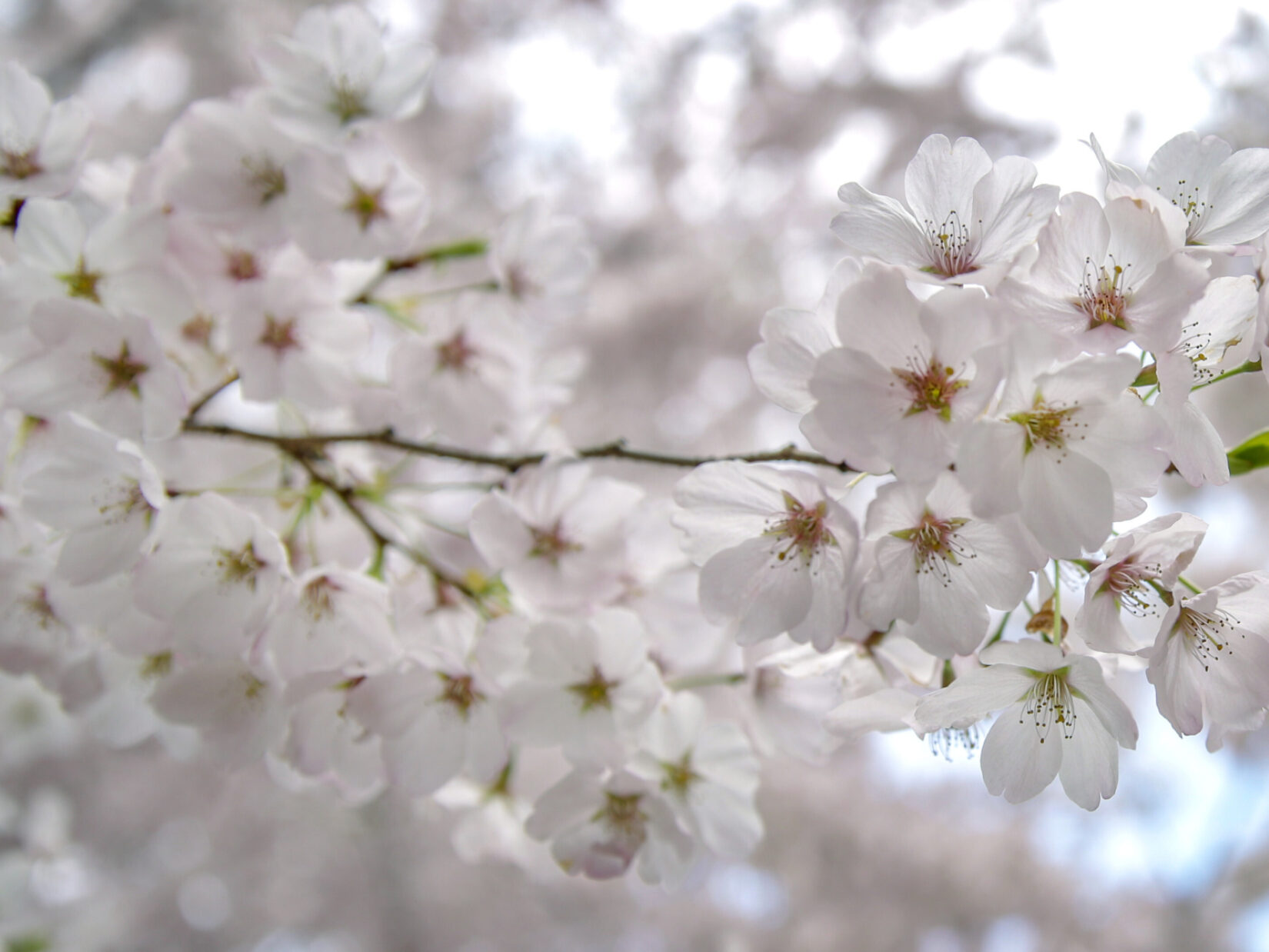 Cherry tree blossoms in Central Park