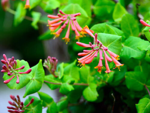 A view of the plant