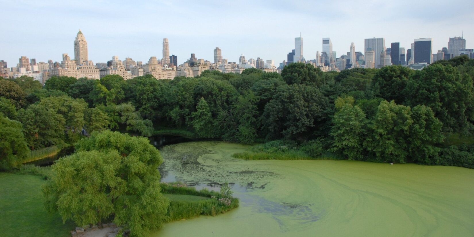 Turtle Pond DSC 0479