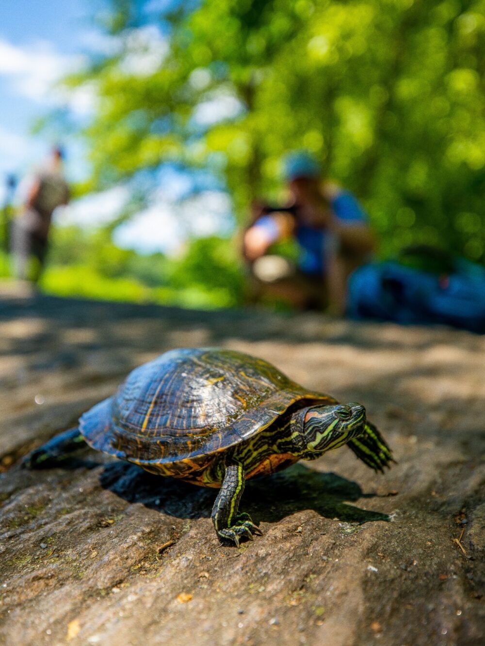 A turtle plods along a rock with a summer day in a soft-focused background