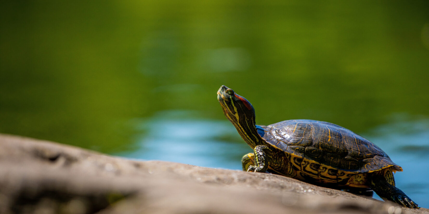 A turtle, resting on a rock, lifting its head toward the sun.