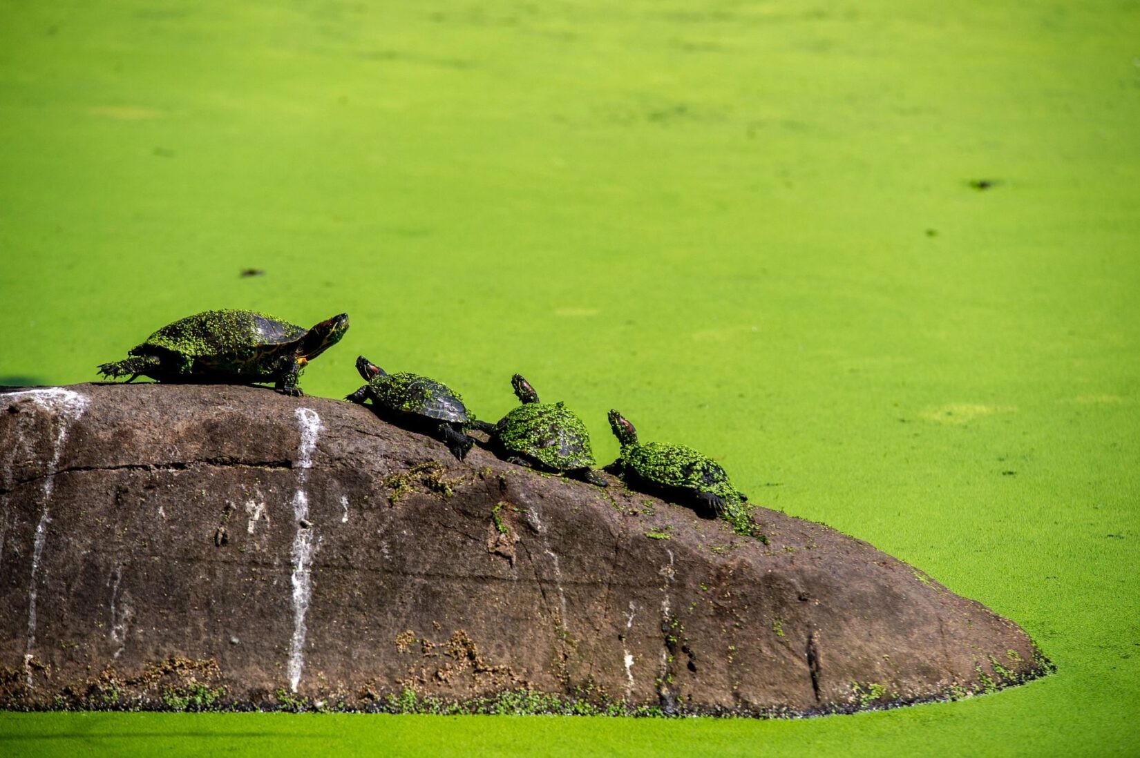 Turtles congregate on a rock amid a bright green algal bloom.