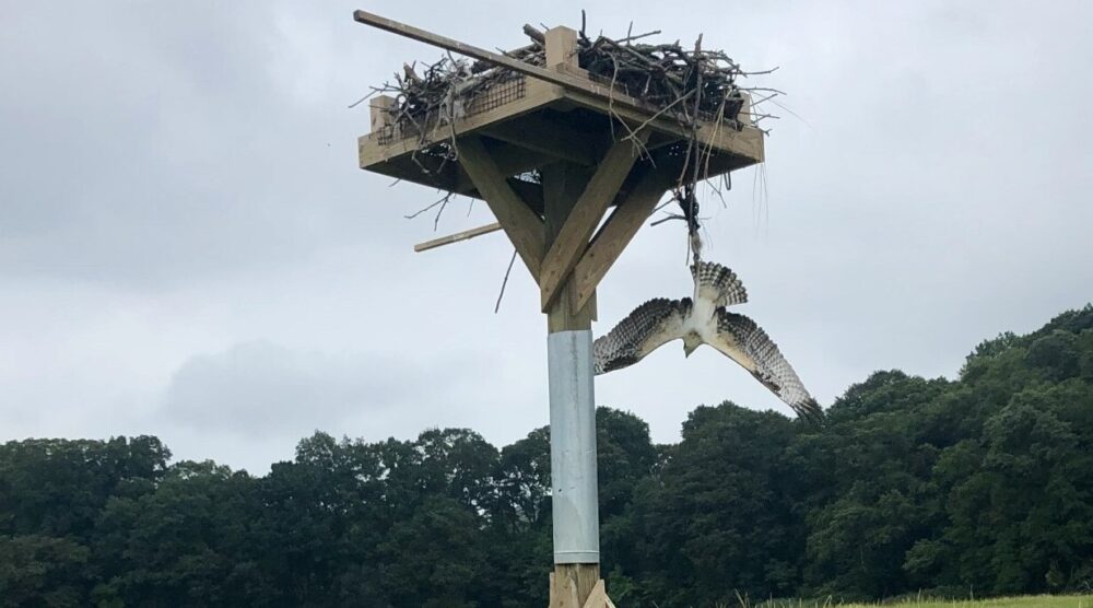 Volunteers for Wildlife osprey