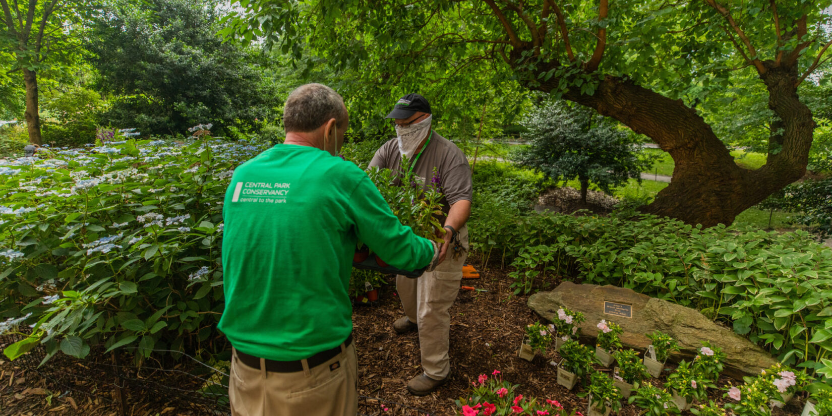 A volunteer and a Conservancy staff member exchange a tray of fresh plantings amidst a rustic landscape.