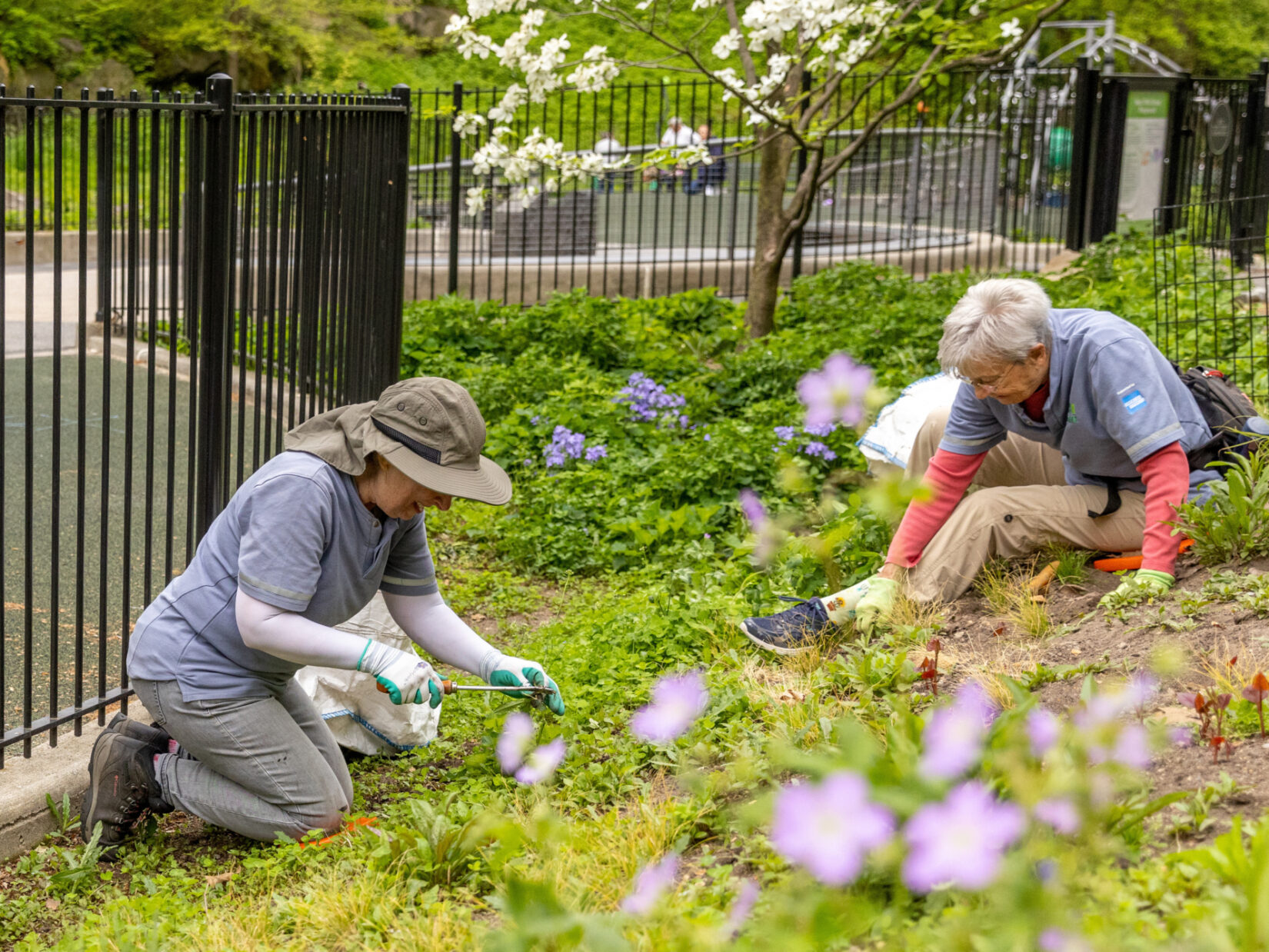 Two volunteers gardening in Central Park