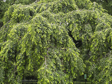 A full view of the tree