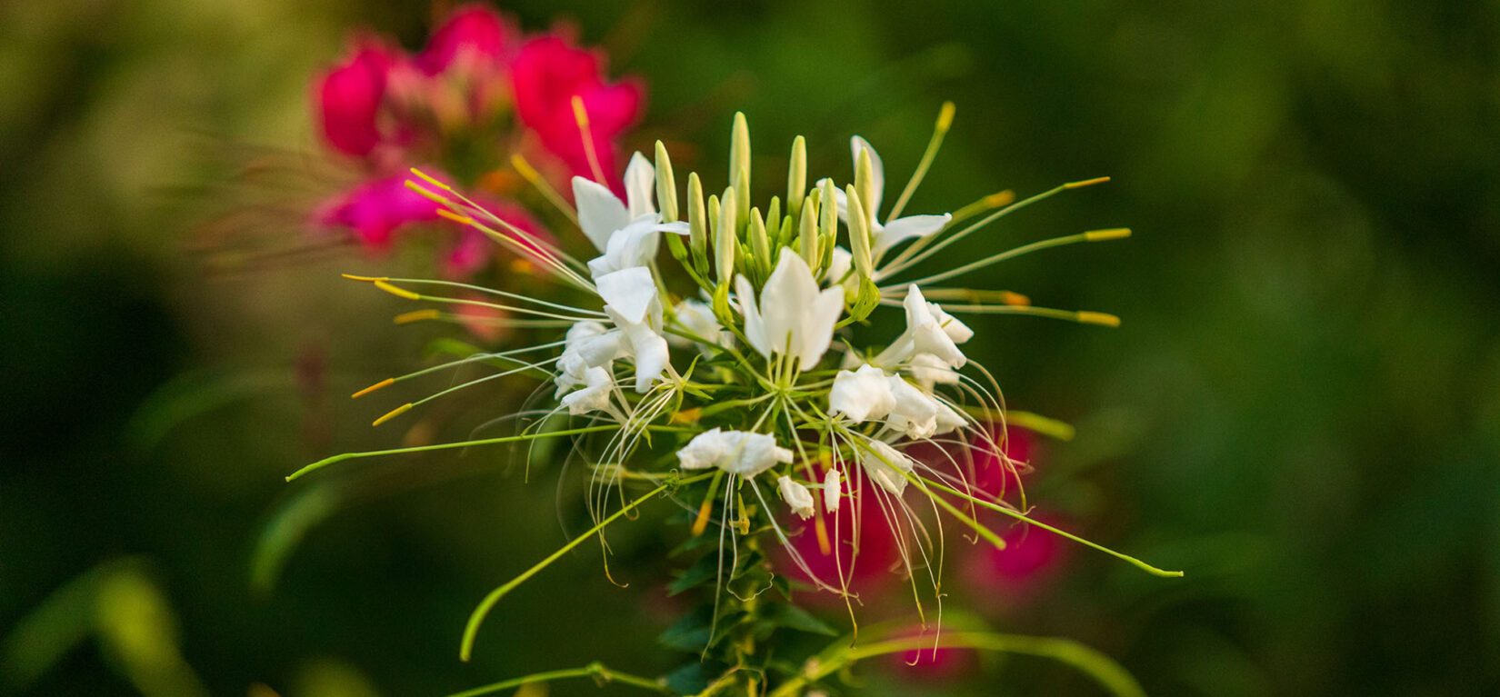 The flower is seen in detail with a soft-focus background