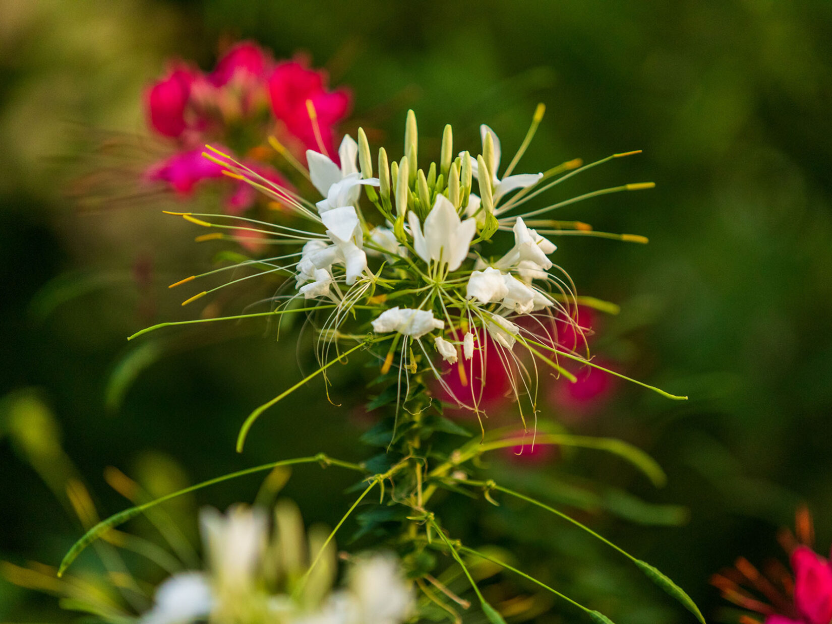 The flower is seen in detail with a soft-focus background