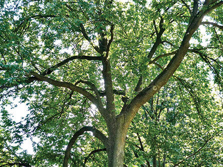 A full view of the tree