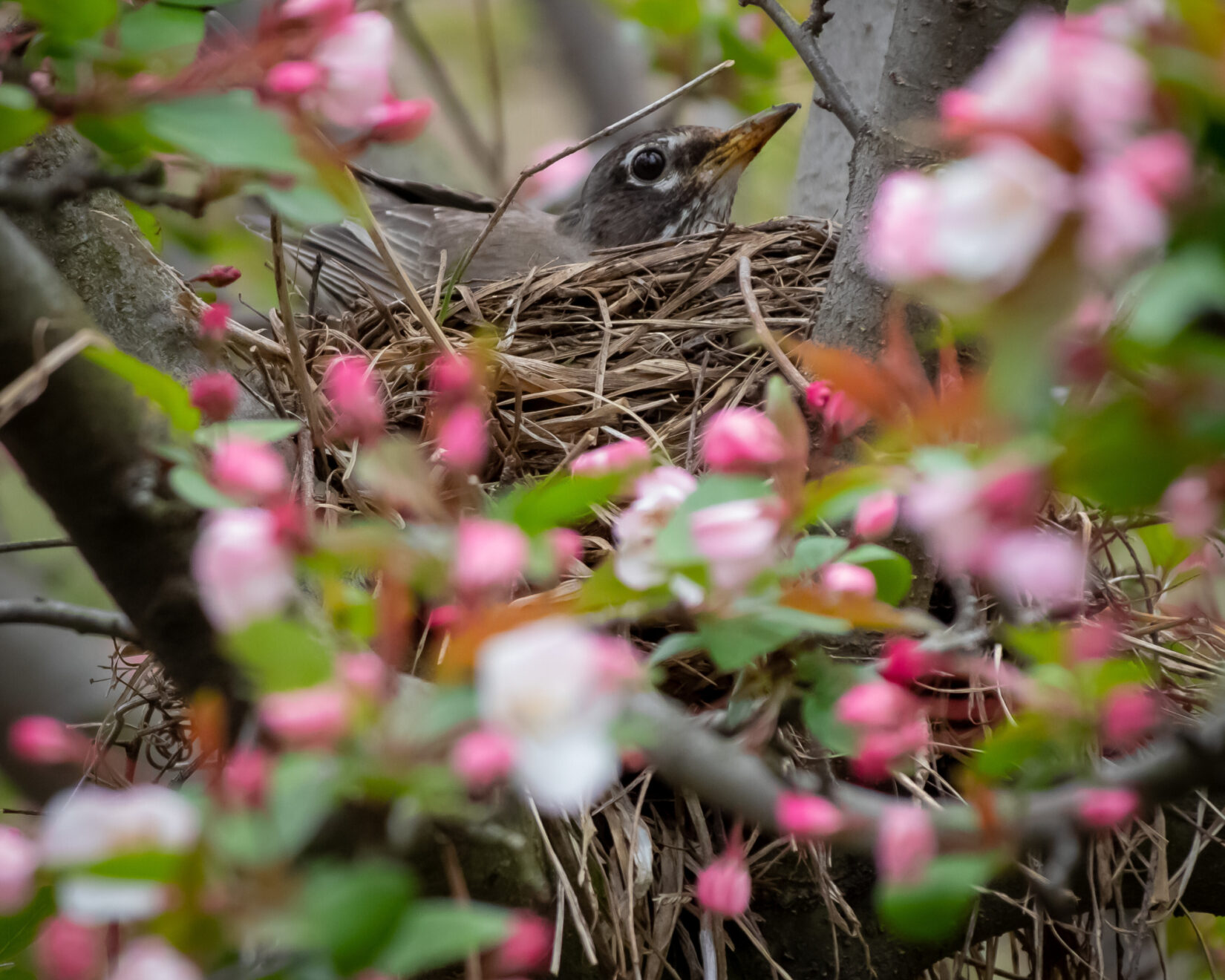 Wildlife Americanrobin 20210413