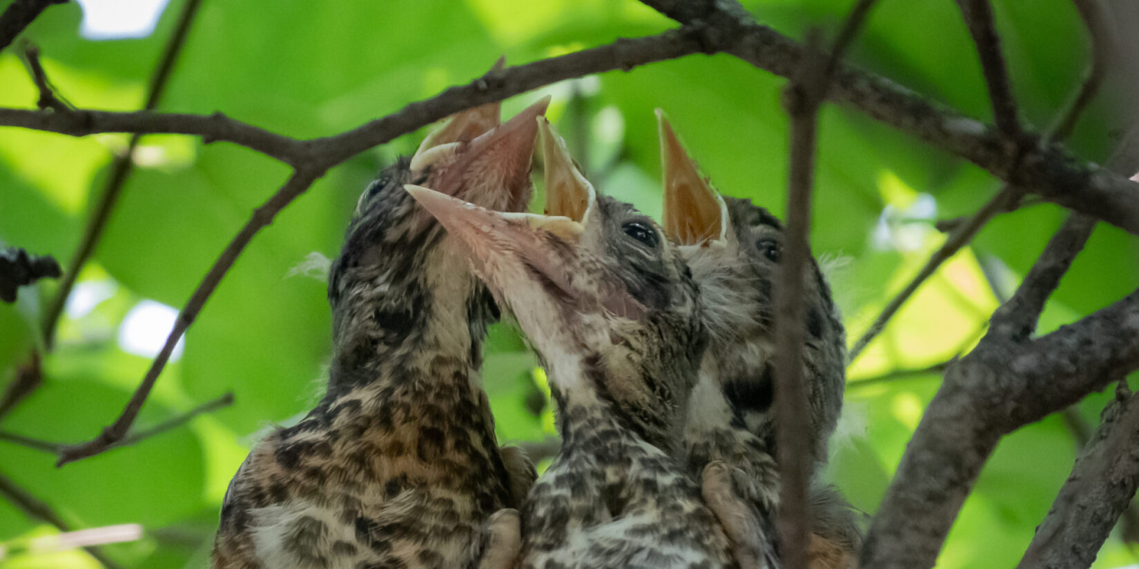 American robin chicks, asking for food with their mouths open, in a nest within a leafy tree.