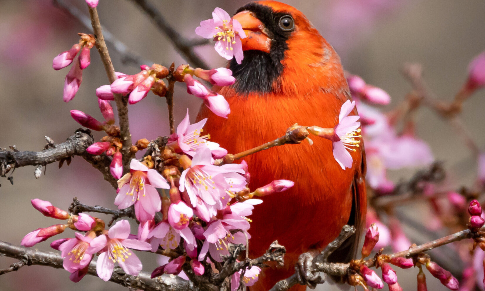 Wildlife cardinal 20230303