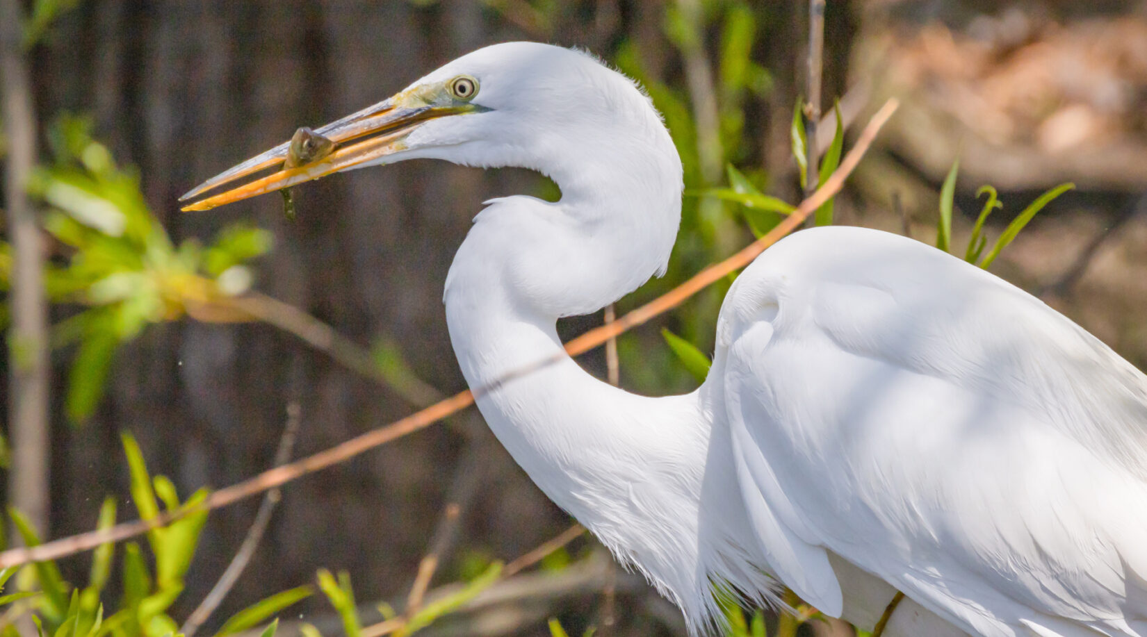 Wildlife greategret 20220429