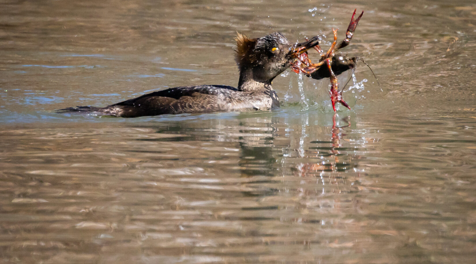 Wildlife hoodedmerganser 20220310