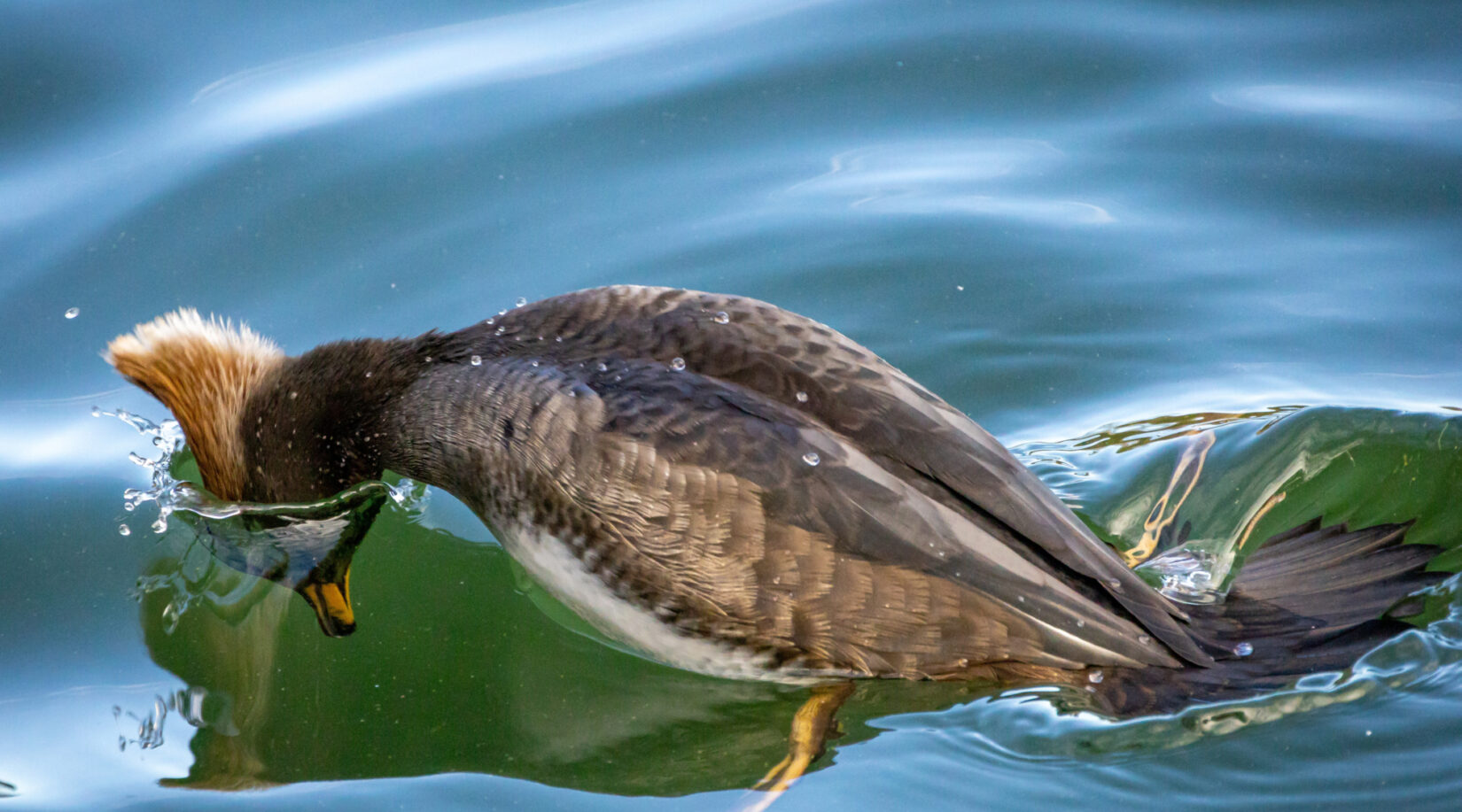 Wildlife hoodedmerganser 20221128