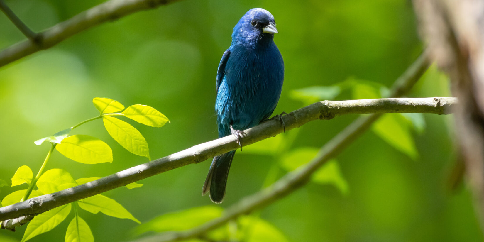 A sapphire-colored indigo bunting perches on a branch in the Park.