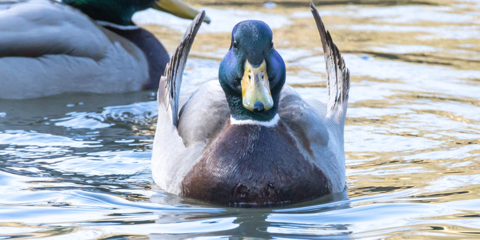 Wildlife mallardangelwing 20230213 1