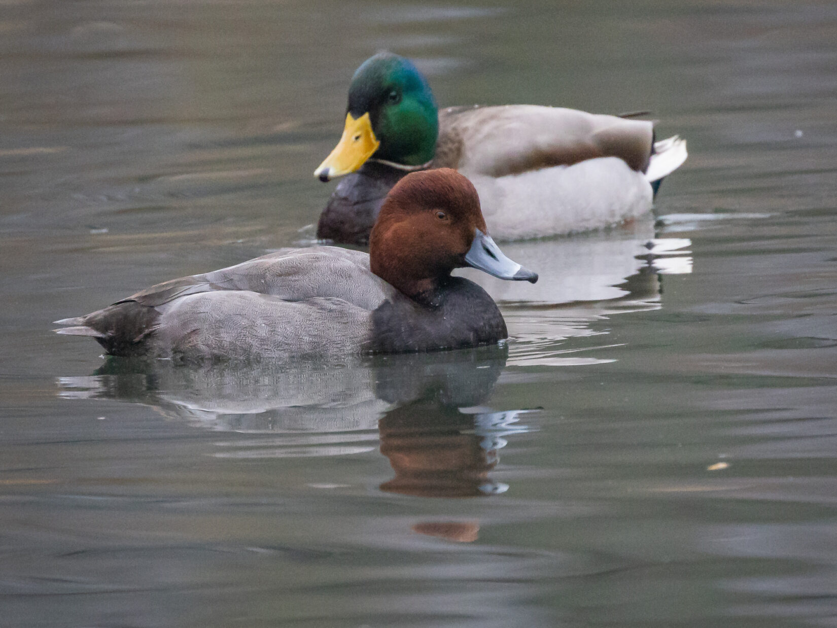 Wildlife redheadmallard 20230103