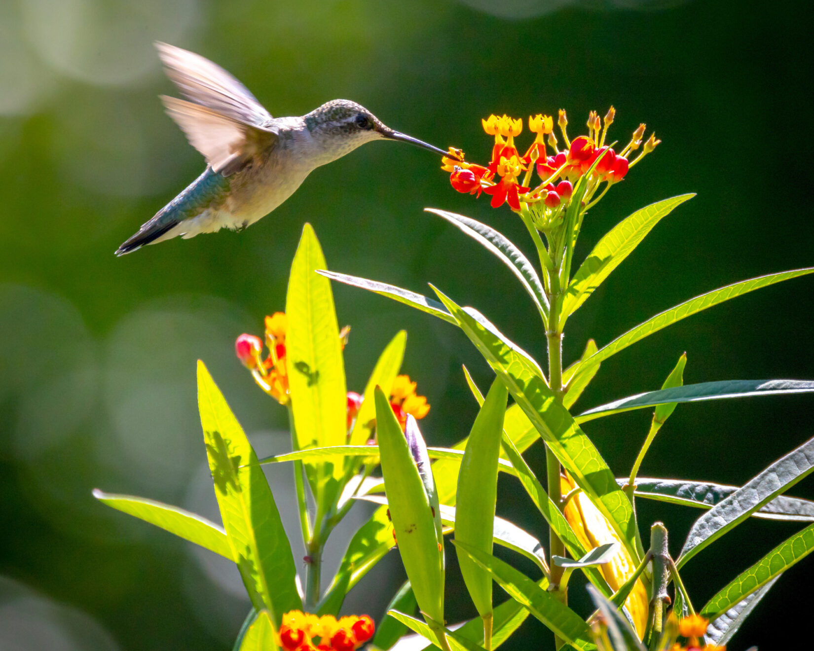 Wildlife rubythroatedhummingbird 20210924 RT