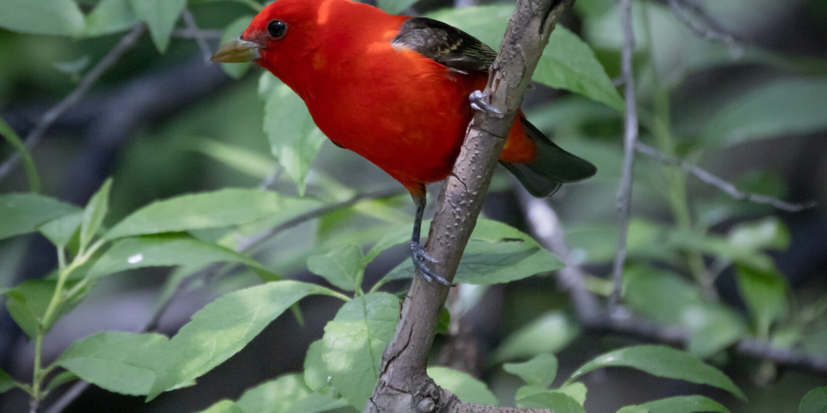 A vibrant scarlet tanager stands out among the leaves of a tree branch.