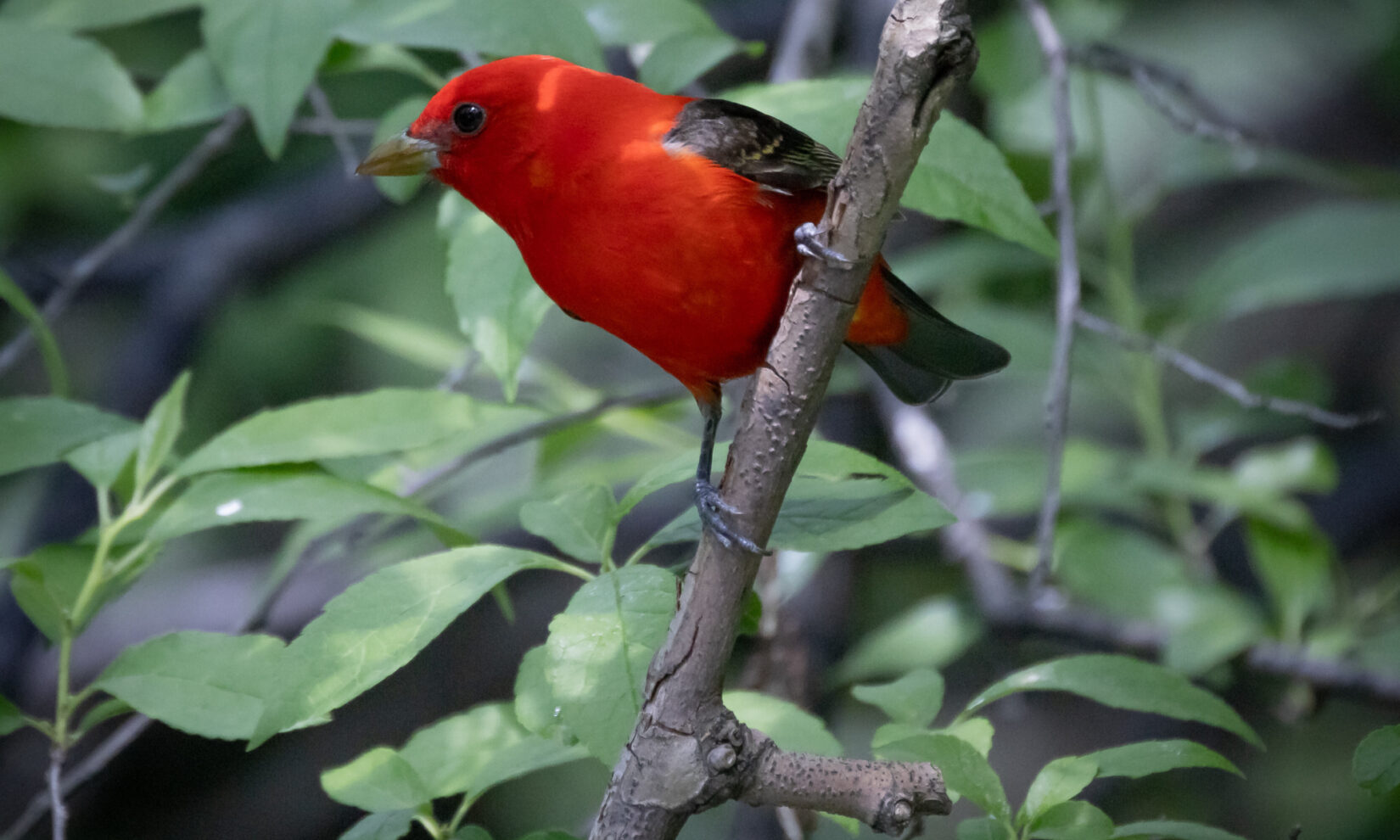 A vibrant scarlet tanager stands out among the leaves of a tree branch.