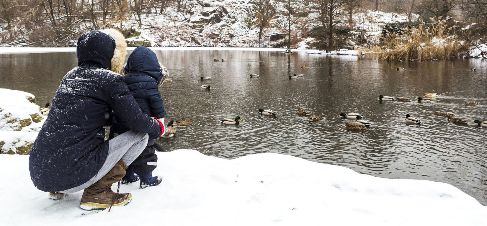 A parent and child, dressed for cold weather, on the snow-covered edge of the Pond, looking at ducks