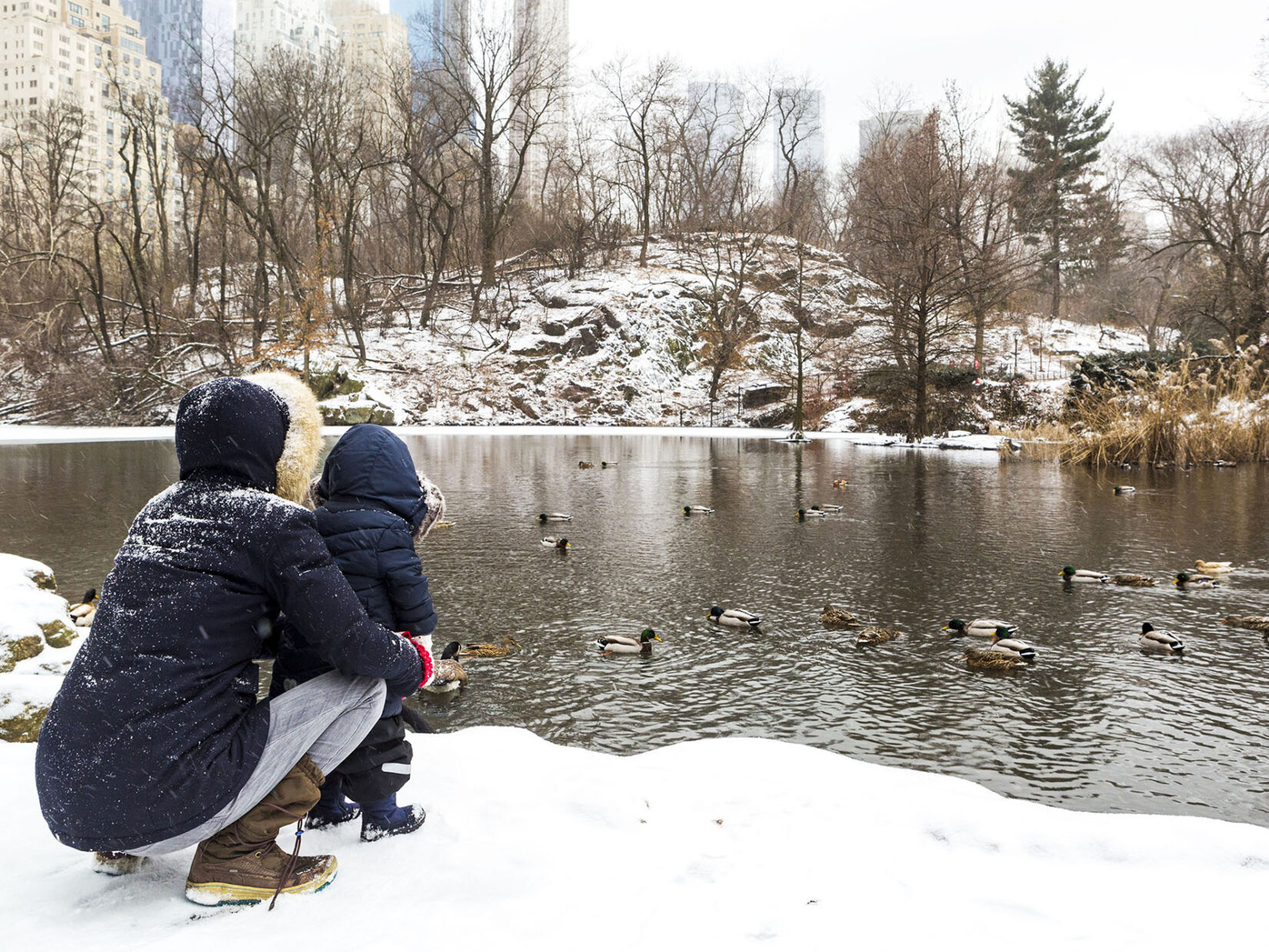 A parent and child, dressed for cold weather, on the snow-covered edge of the Pond, looking at ducks