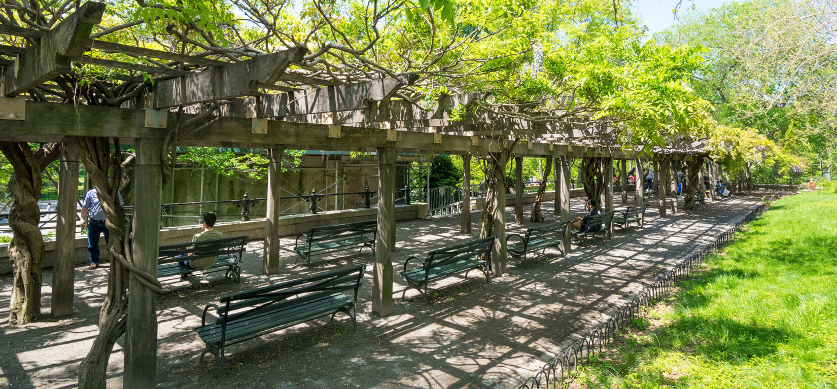 Wisteria Pergola 20190508 006