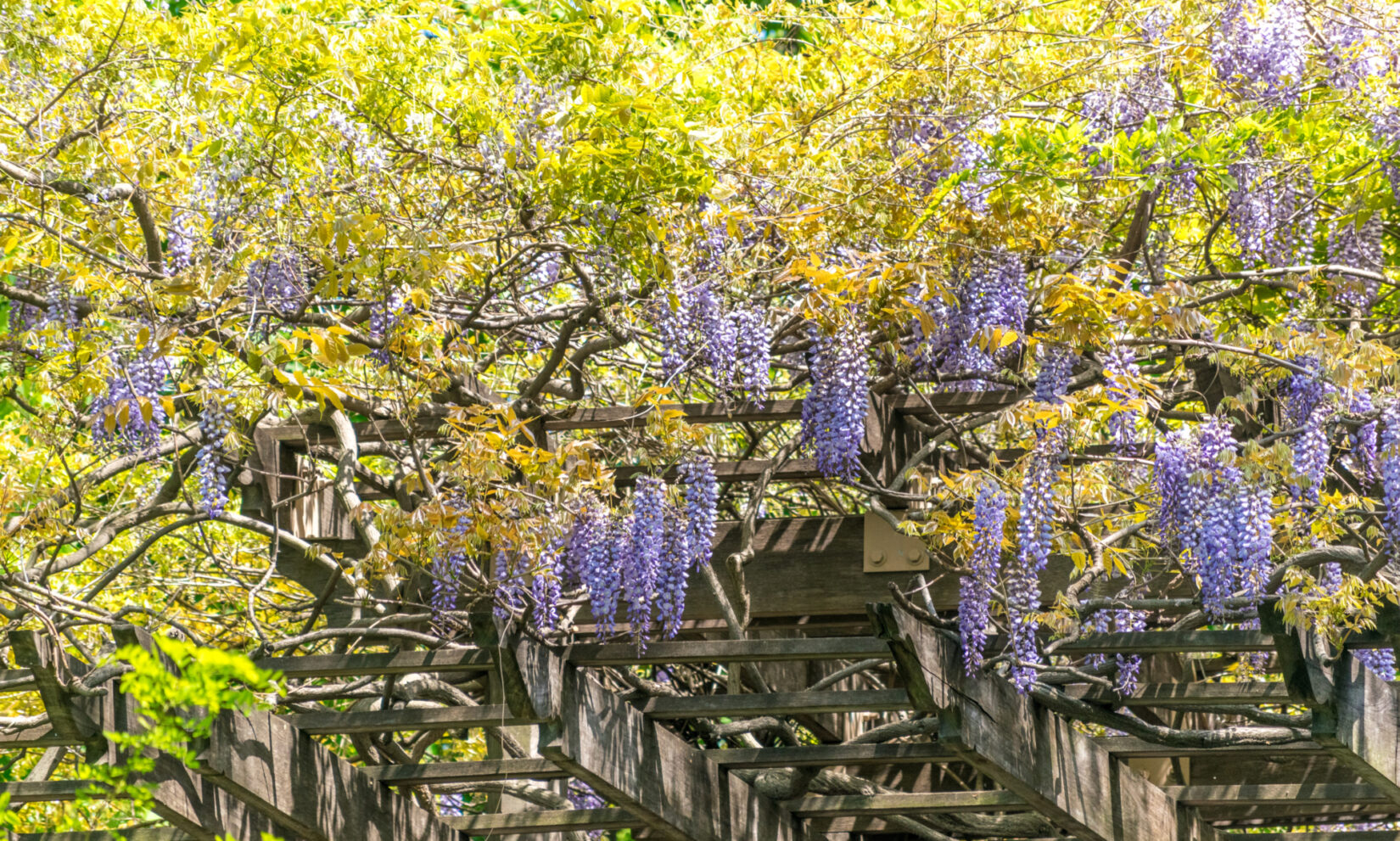 The purple blooms of wisteria highlight the rustic structure of the pergola