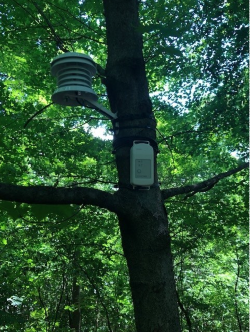 Deployed air temperature sensor in the North Woods