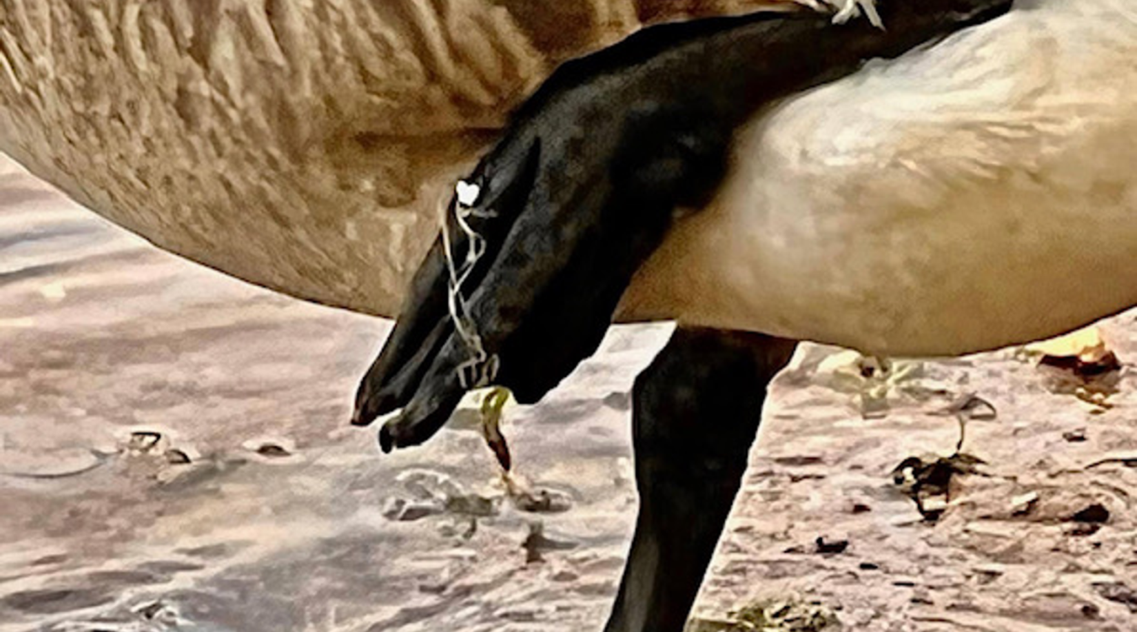 A goose's foot impaled by a fishing hook.